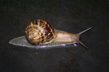 Escargot