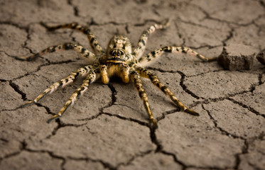 Eight legs danger