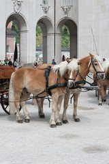 Naklejka na ściany i meble Two horses ready to pull carriage in Salzburg, Austria