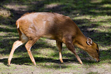 reeye's muntjac