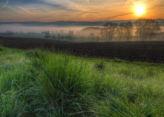 Fototapeta premium dewy grass at sunrise with fog