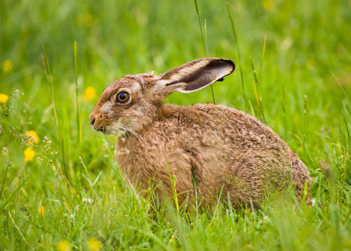 Brown Hare close-up