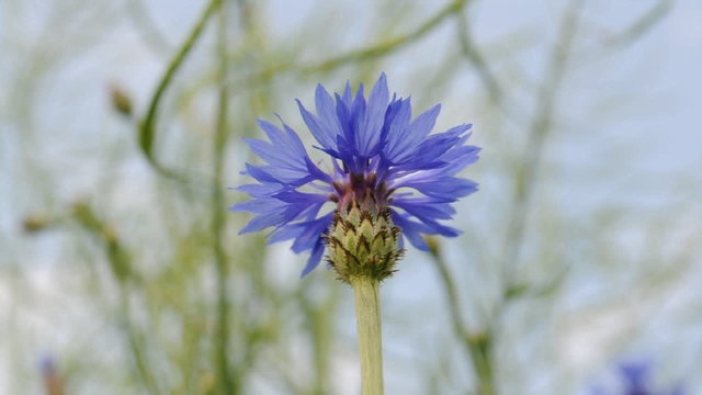Blaue Kornblume