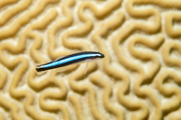 Neon Goby with Brain Coral in background.