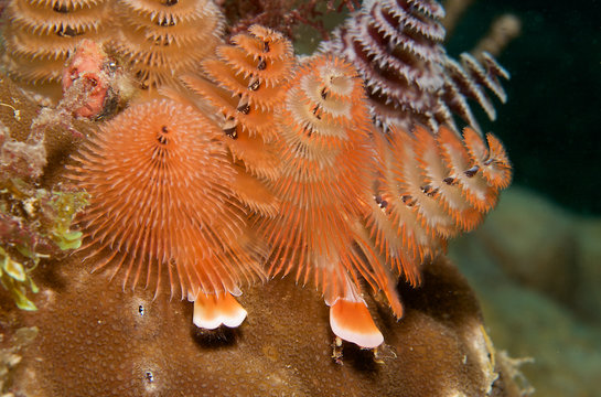 Christmas Tree Worm, picture taken in south east Florida.