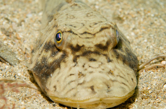 Bighead Searobin, picture taken in south east Florida.