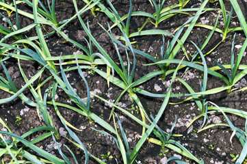 seedbed with winter garlic sprouts rhythmic closeup