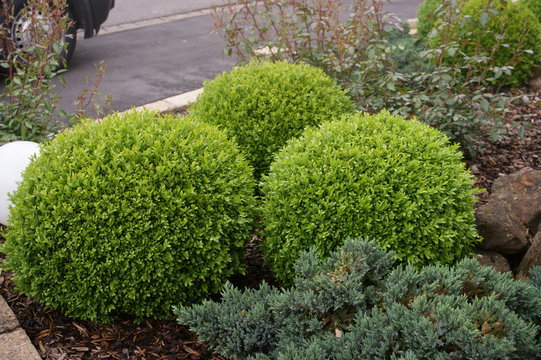 Buchsbaumkugeln
