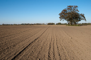 Plowed field