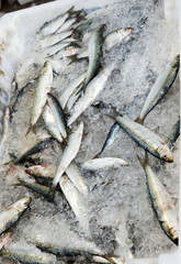 Sardine