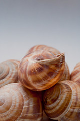 Lumache