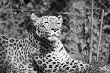 HDR de léopard