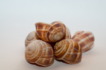 Lumache