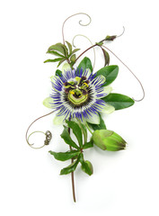 Passiflore