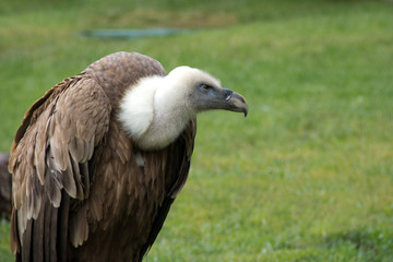 Griffon Vulture - Gyps Fulvus