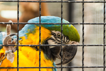 Caged parrot