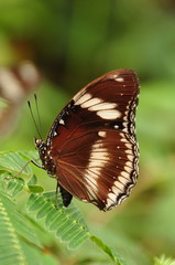 Fototapeta na wymiar Egg Laying Eggfly Butterfly