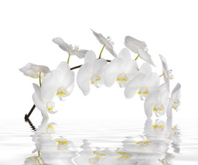 Riflesso in acqua di un'orchidea bianca