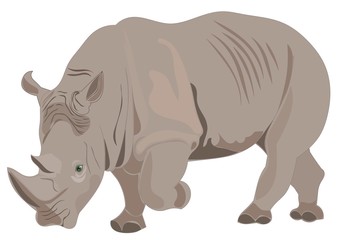 Fototapeta na wymiar Rhino illustration