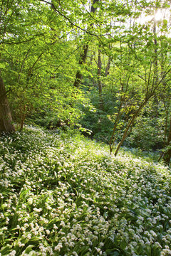 Wild garlic in spring, Lineover wood, Cheltenham.