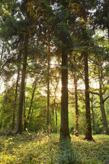 springtime forest at sunset.