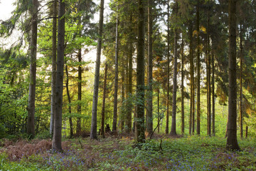 Obraz premium Springtime sunset forest.