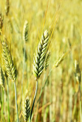 Spikes on wheat field.