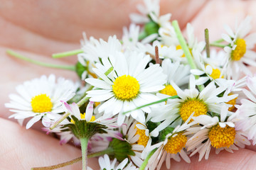camomile in the hands of women