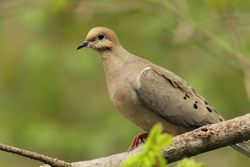 Mourning Dove (Zenaida macroura) - Ontario, Canada