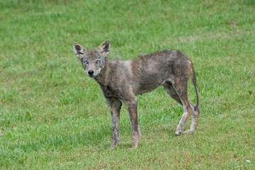 Injured coyote