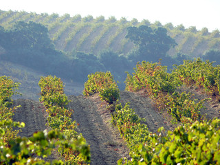 Vineyard rows in the hills of Banyuls sur Mer, Pyrenees Orientales, Languedoc Roussillon, France