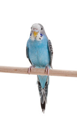 Naklejka premium blue budgie