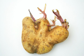 Three prong potato with eyes on white background
