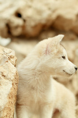 Obraz premium Alaska Puppies