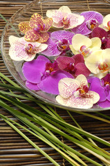 Elements of spa concept with orchid in a bowl and thin bamboo