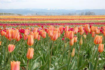 Tulip field