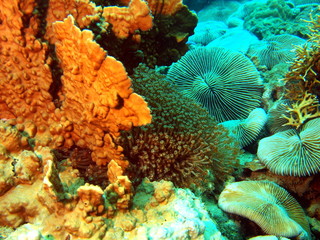 Underwater inhabitants of the South-Chinese sea, coral