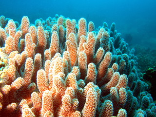Underwater inhabitants of the South-Chinese sea, coral