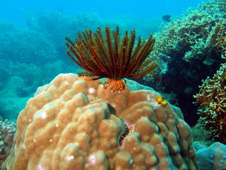 Sea lily, Vietnam, Nha Trang