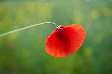 Naklejka premium papavero fiori 1295