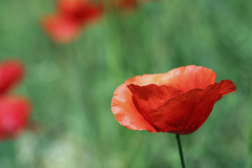 Coquelicot dans un champ #3