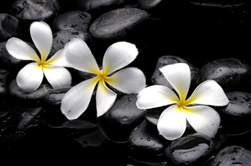Still life with frangipani and black pebbles