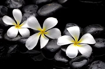 Foto op Plexiglas Stilleven met frangipani en zwarte kiezelstenen © Mee Ting