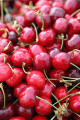 Au marché : cerises