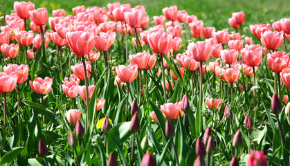 Field of beautiful spring flowers