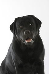 portrait du labrador noir en studio