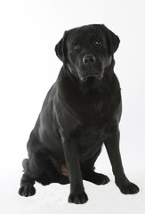 labrador noir assis de face - tendance à l'obésité