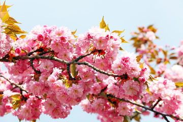 Soft pink Japanese cherry-tree blossom. Sakura. Prunus serrulata