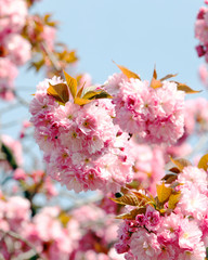 Soft pink Japanese cherry-tree blossom. Sakura. Prunus serrulata