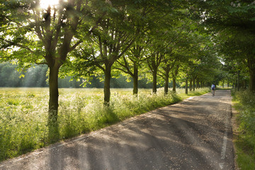 Country road on early morning in spring